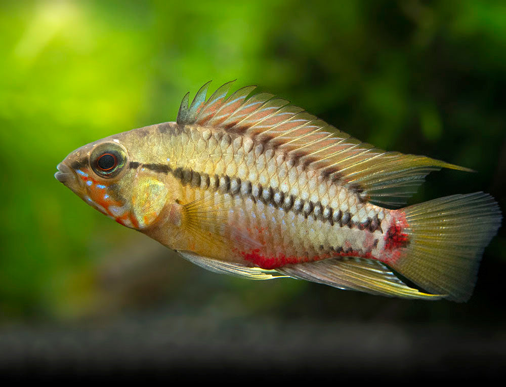 Hongslo's Dwarf Cichlid (Apistogramma hongsloi "Form II") - TANK-BRED!!!