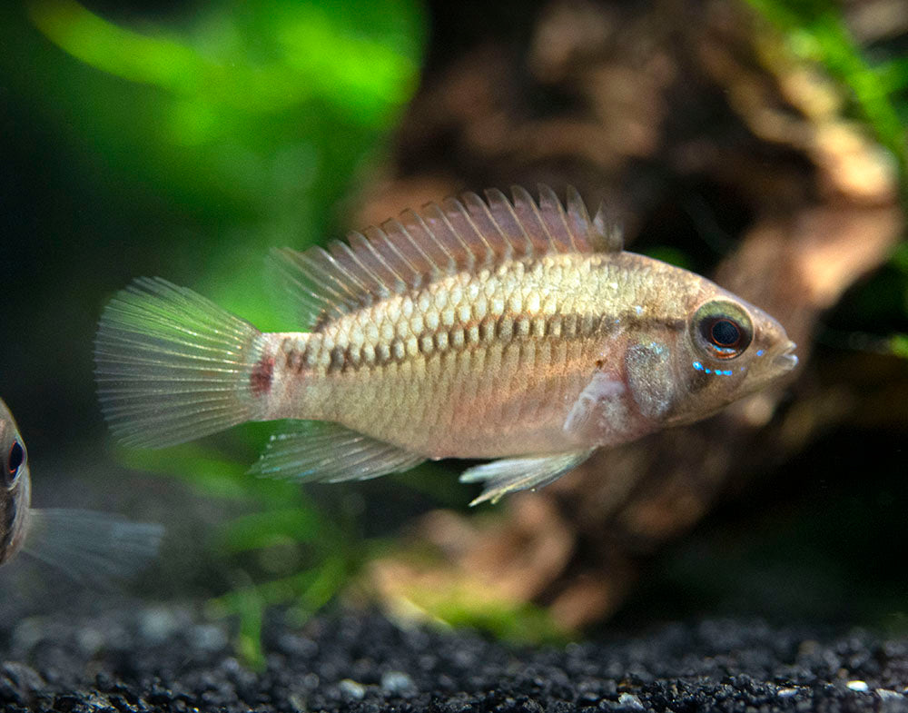Hongslo's Dwarf Cichlid (Apistogramma hongsloi "Form II") - TANK-BRED!!!