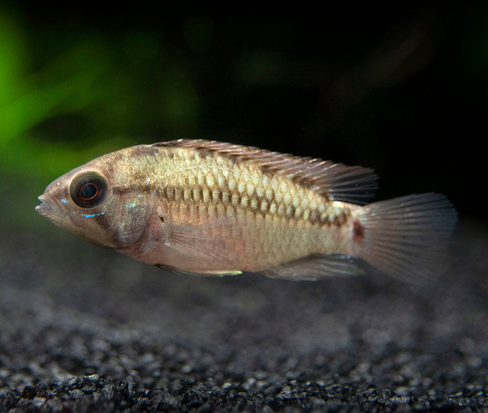 Hongslo's Dwarf Cichlid (Apistogramma hongsloi "Form II") - TANK-BRED!!!