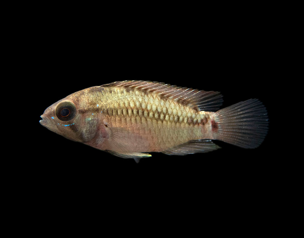 Hongslo's Dwarf Cichlid (Apistogramma hongsloi "Form II") - TANK-BRED!!!