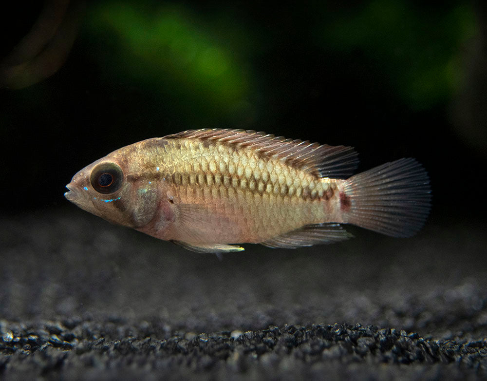 Hongslo's Dwarf Cichlid (Apistogramma hongsloi "Form II") - TANK-BRED!!!