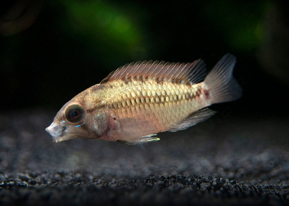 Hongslo's Dwarf Cichlid (Apistogramma hongsloi "Form II") - TANK-BRED!!!