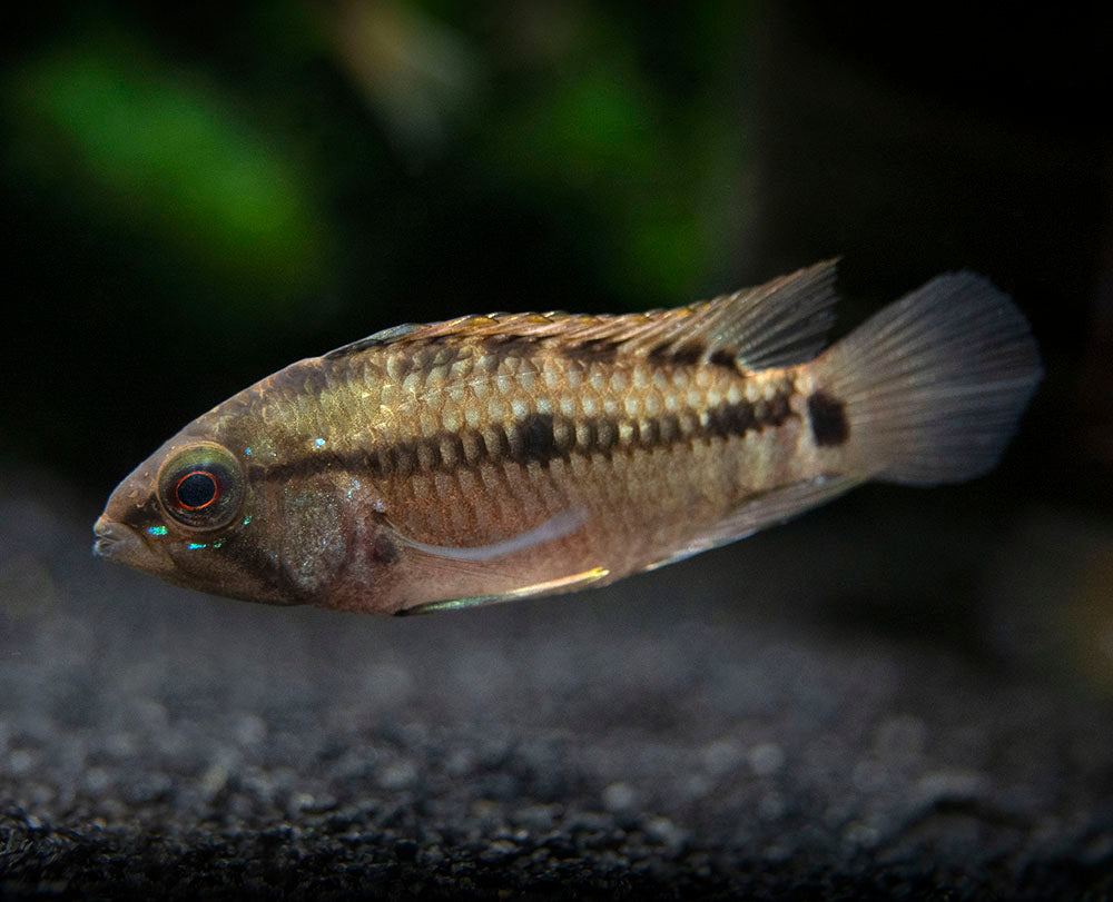 Hongslo's Dwarf Cichlid (Apistogramma hongsloi "Form II") - TANK-BRED!!!
