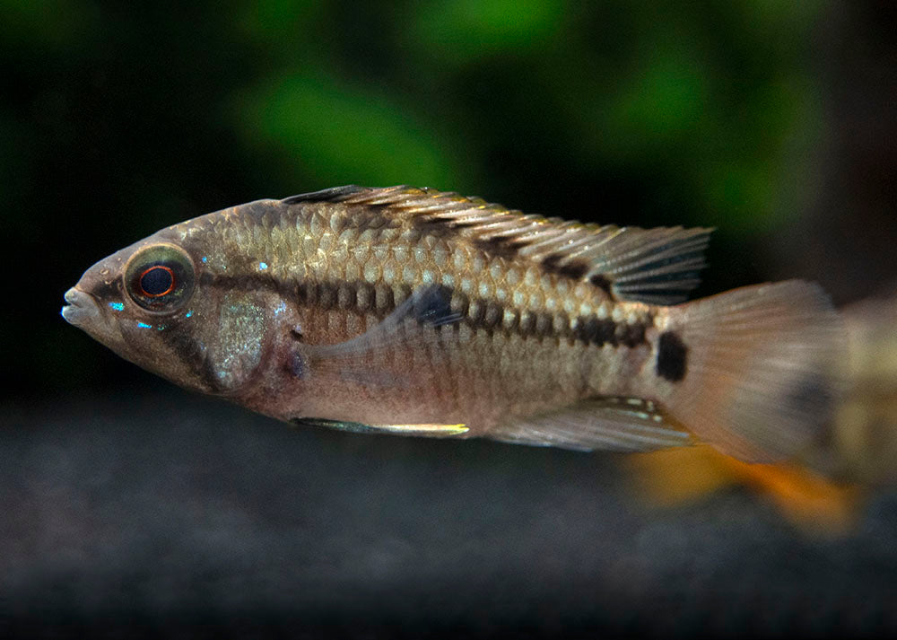 Hongslo's Dwarf Cichlid (Apistogramma hongsloi "Form II") - TANK-BRED!!!