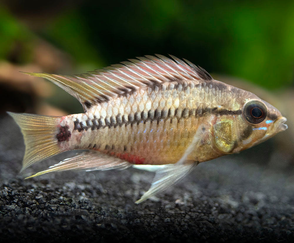 Hongslo's Dwarf Cichlid (Apistogramma hongsloi "Form II") - TANK-BRED!!!