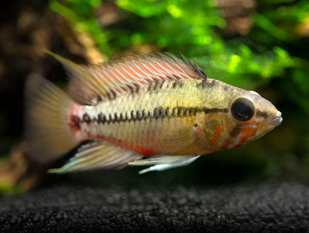 Hongslo's Dwarf Cichlid (Apistogramma hongsloi "Form II") - TANK-BRED!!!