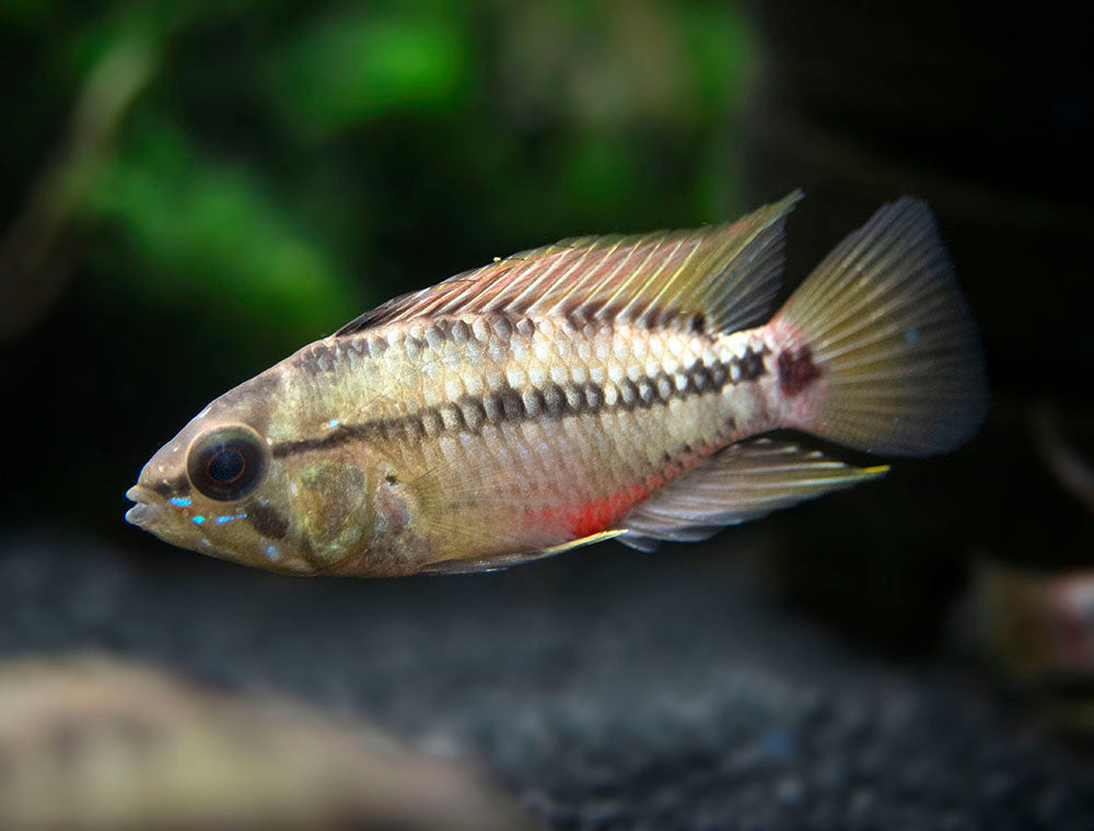 Hongslo's Dwarf Cichlid (Apistogramma hongsloi "Form II") - TANK-BRED!!!