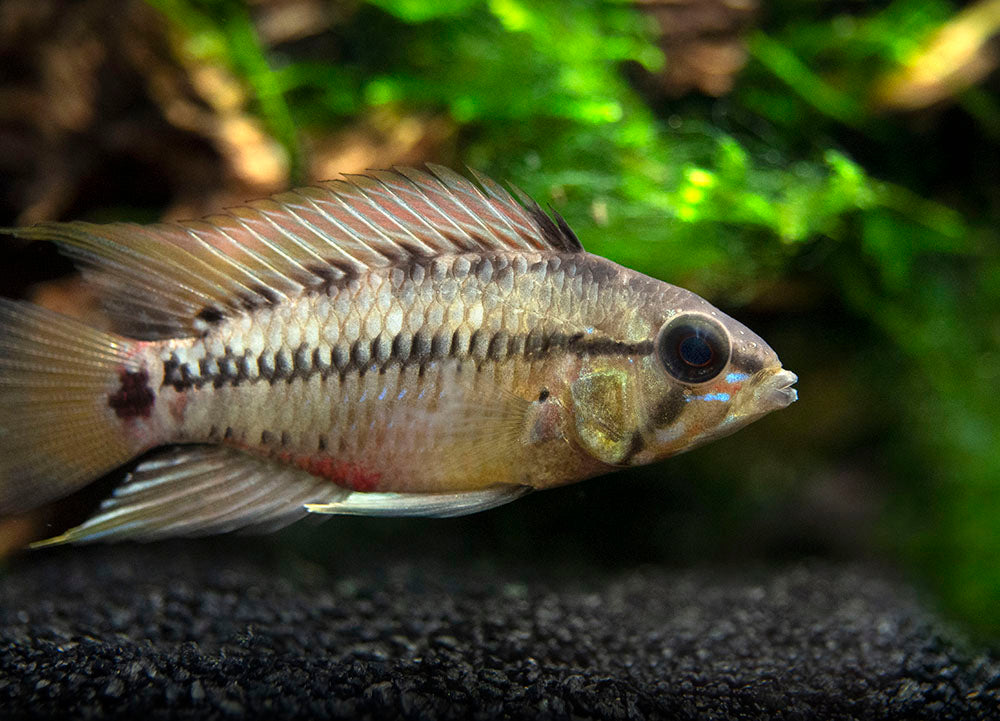 Hongslo's Dwarf Cichlid (Apistogramma hongsloi "Form II") - TANK-BRED!!!