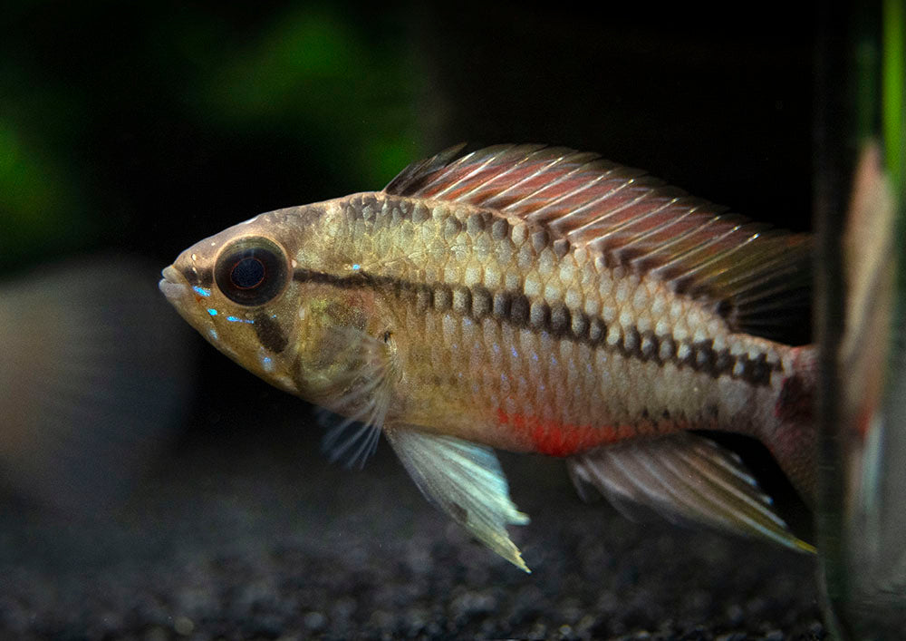Hongslo's Dwarf Cichlid (Apistogramma hongsloi "Form II") - TANK-BRED!!!