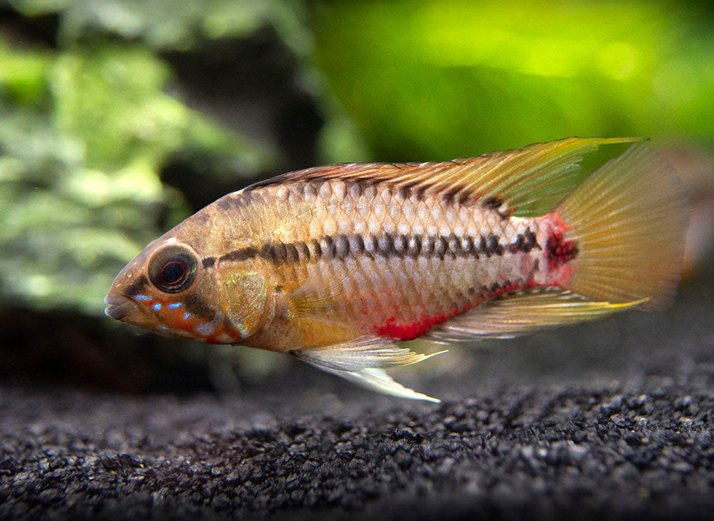 Hongslo's Dwarf Cichlid (Apistogramma hongsloi "Form II") - TANK-BRED!!!