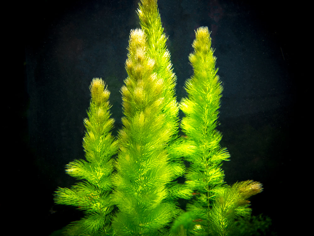 Hornwort (Ceratophyllum demersum)