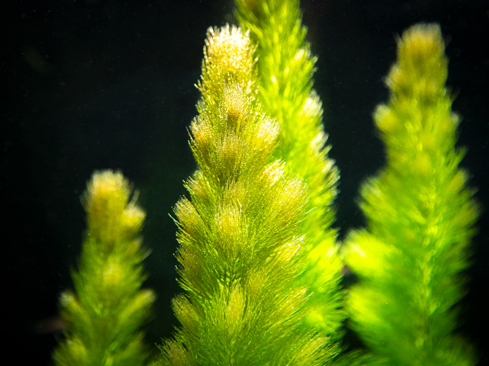 Hornwort (Ceratophyllum demersum)