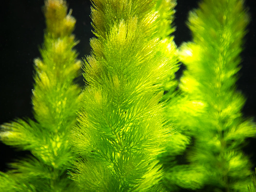 Hornwort (Ceratophyllum demersum)