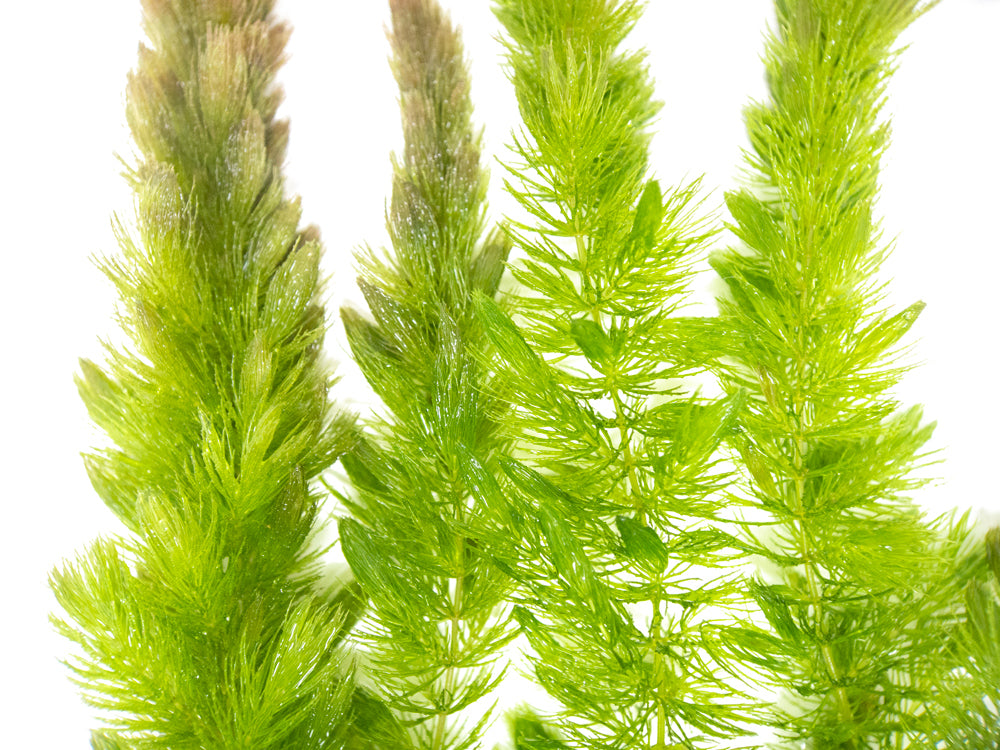 Hornwort (Ceratophyllum demersum)