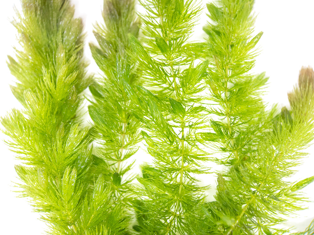 Hornwort (Ceratophyllum demersum)