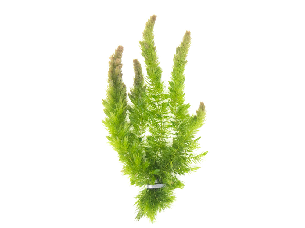 Hornwort (Ceratophyllum demersum)