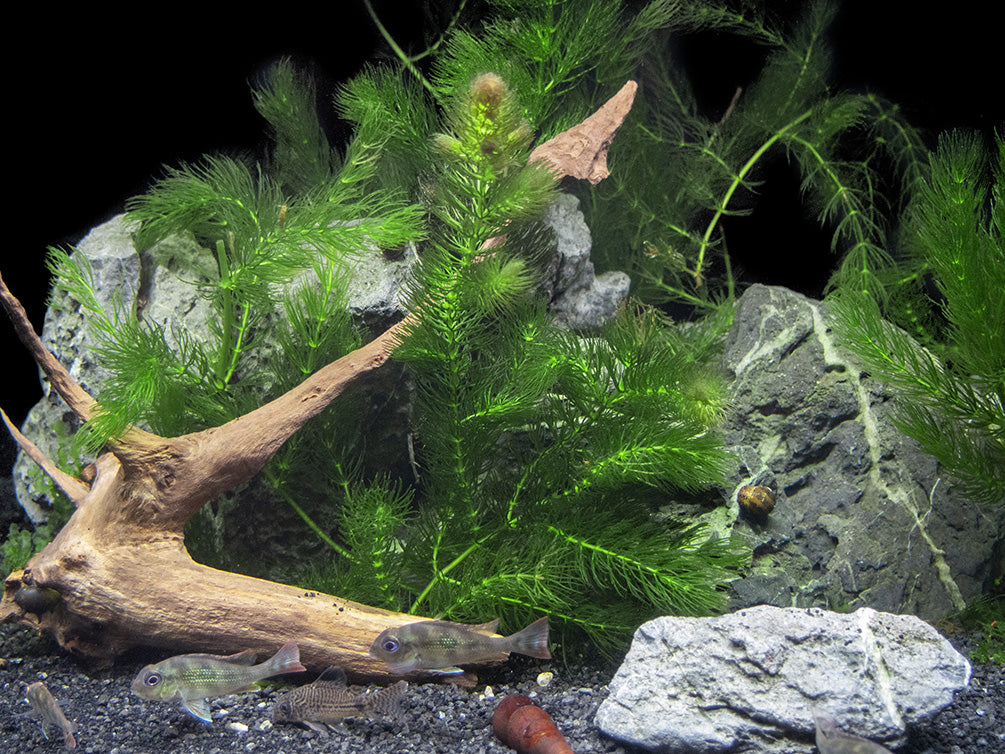 Hornwort (Ceratophyllum demersum)