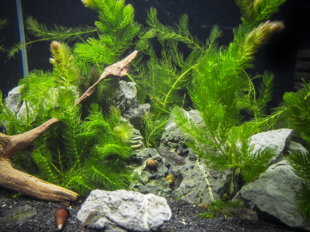 Hornwort (Ceratophyllum demersum)