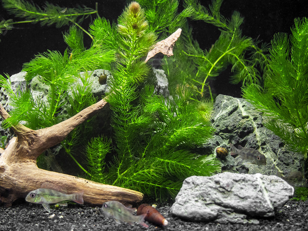 Hornwort (Ceratophyllum demersum)