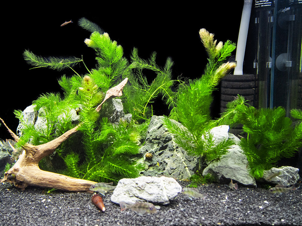 Hornwort (Ceratophyllum demersum)