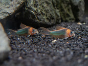 Horseman's Cory Catfish (Corydoras eques), Tank-Bred