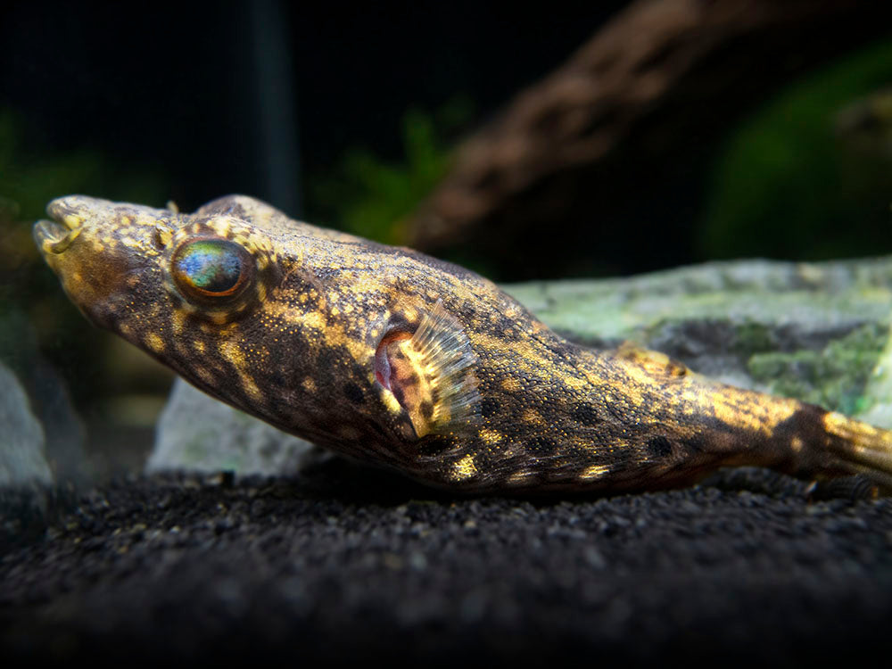 Humpback Dragon AKA Band Puffer (Tetraodon palembangensis)