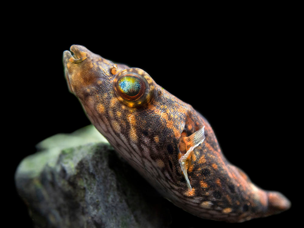 Humpback Dragon AKA Band Puffer (Tetraodon palembangensis)