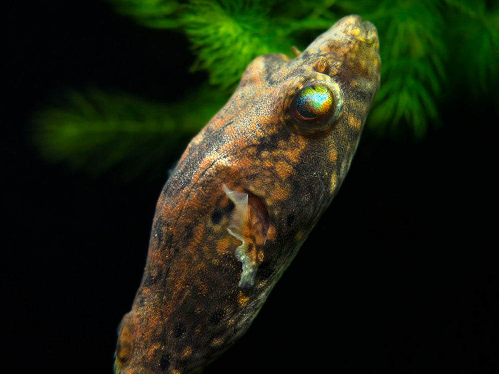 Humpback Dragon AKA Band Puffer (Tetraodon palembangensis)