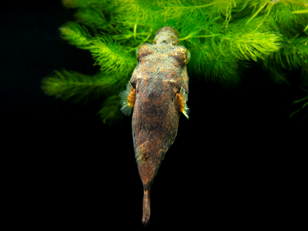 Humpback Dragon AKA Band Puffer (Tetraodon palembangensis)