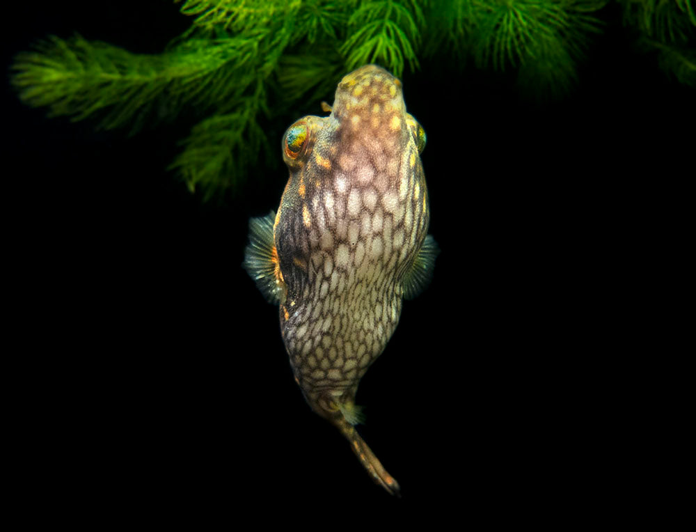 Humpback Dragon AKA Band Puffer (Tetraodon palembangensis)