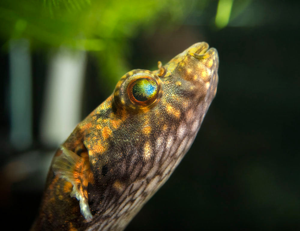 Humpback Dragon AKA Band Puffer (Tetraodon palembangensis)