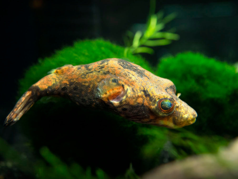 Humpback Dragon AKA Band Puffer (Tetraodon palembangensis)