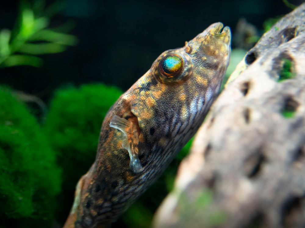 Humpback Dragon AKA Band Puffer (Tetraodon palembangensis)