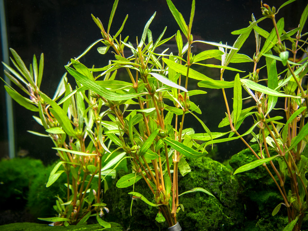 Araguaia Hygro (Hygrophila lancea "Araguaia") Tissue Culture