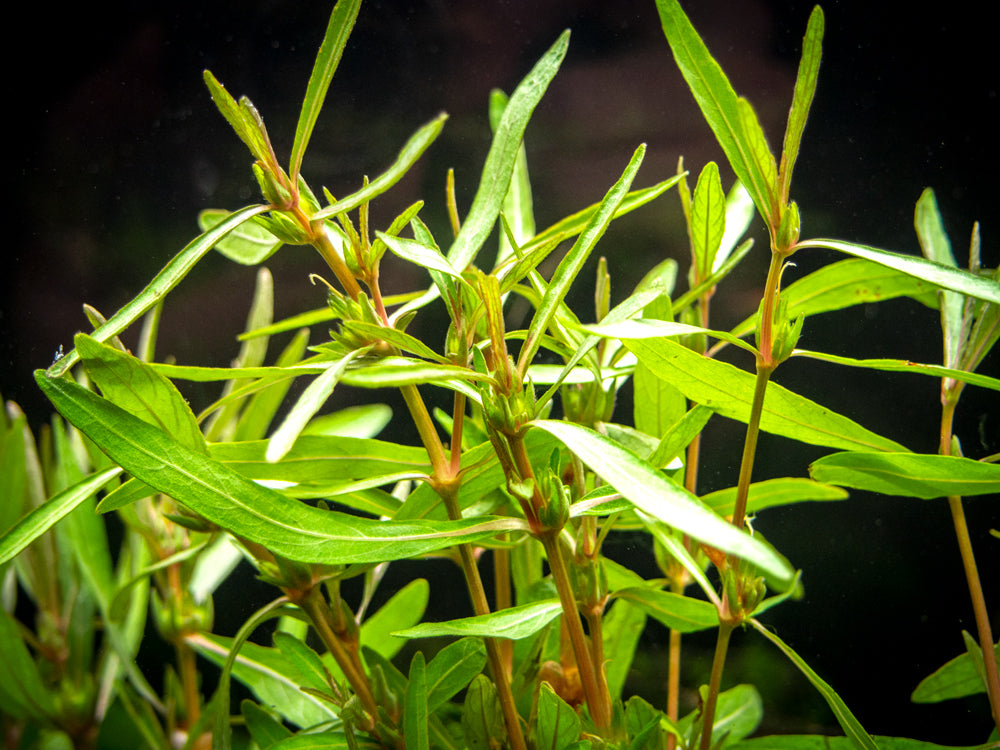 Araguaia Hygro (Hygrophila lancea "Araguaia") Tissue Culture