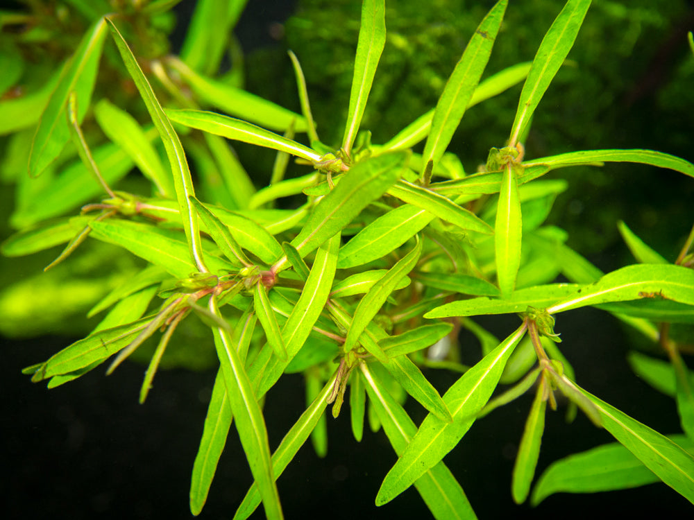 Araguaia Hygro (Hygrophila lancea "Araguaia") Tissue Culture