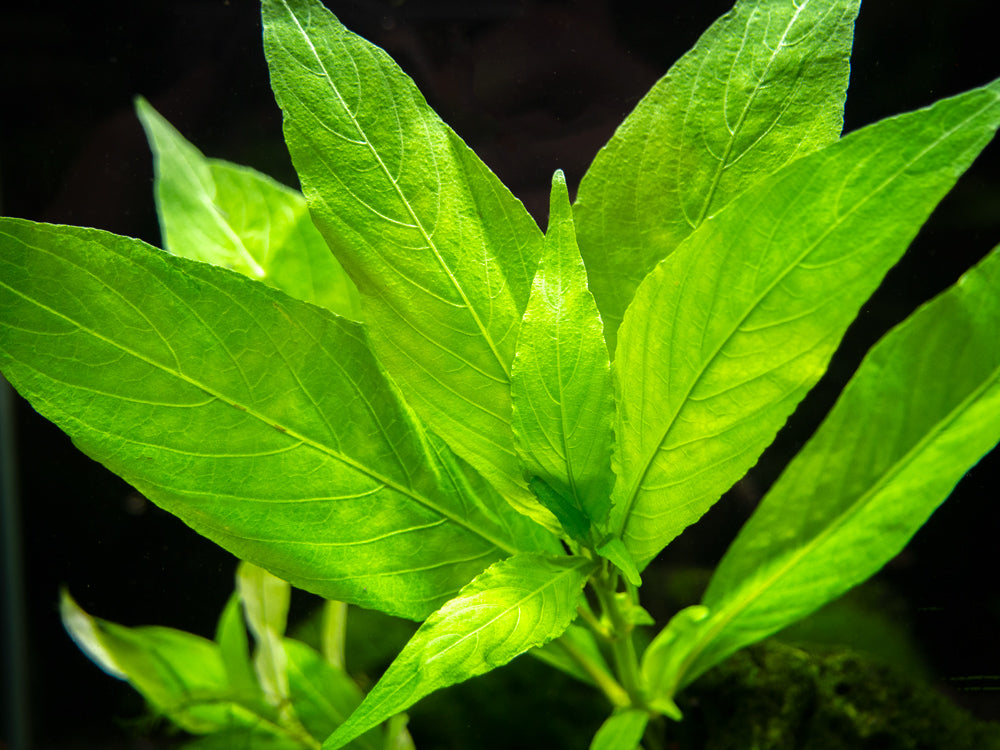 Willow Hygro AKA Giant Hygro AKA Temple (Hygrophila corymbosa "Augustifolia"), bunch