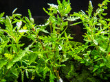 Miramar Weed (Hygrophila pinnatifida), bunch