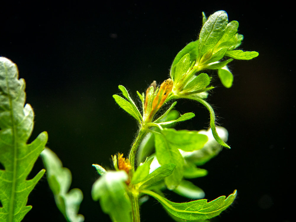 Miramar Weed (Hygrophila pinnatifida), bunch