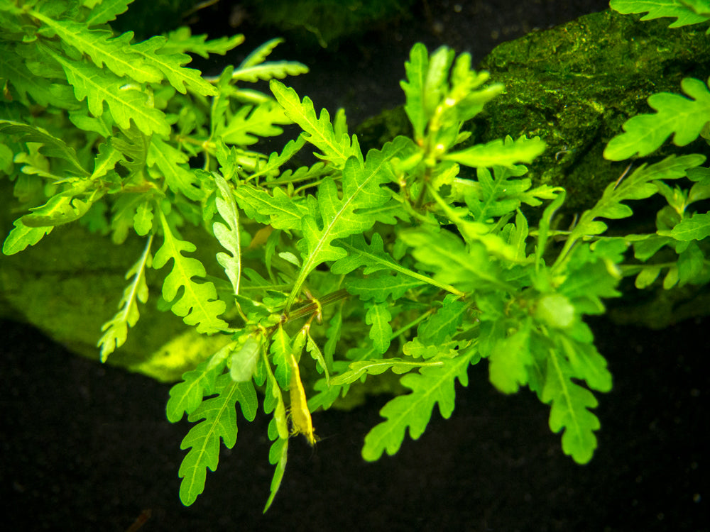 Miramar Weed (Hygrophila pinnatifida), bunch