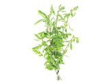 Miramar Weed (Hygrophila pinnatifida), bunch
