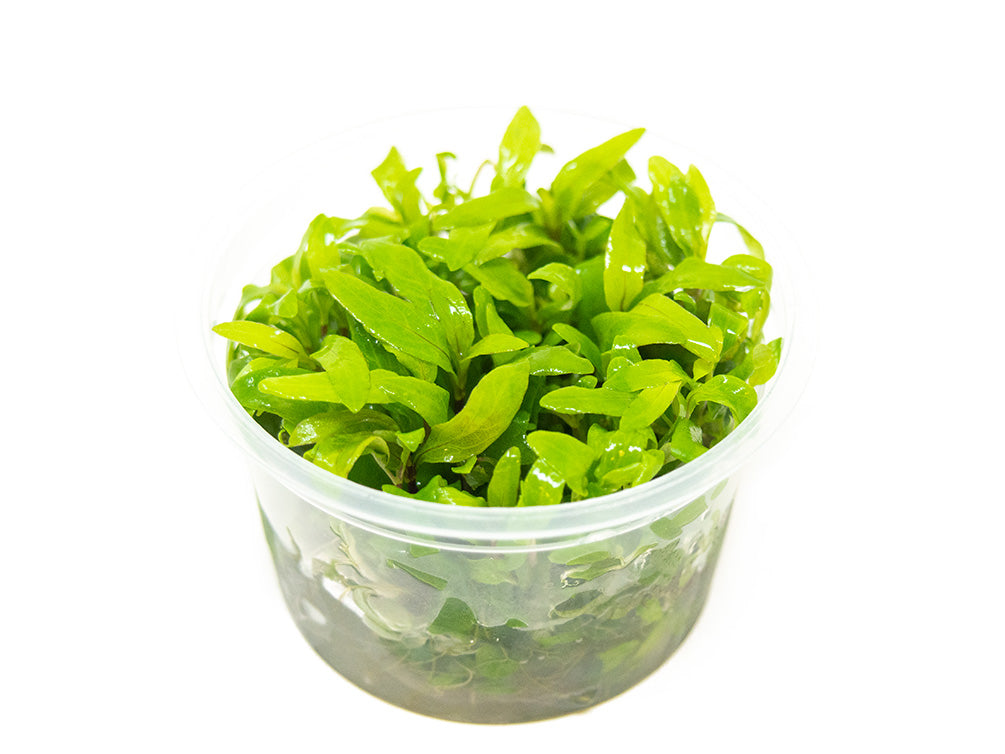 Mini Siamese 53B Hygro (Hygrophila corymbosa "Siamensis 53B Mini") Tissue Culture