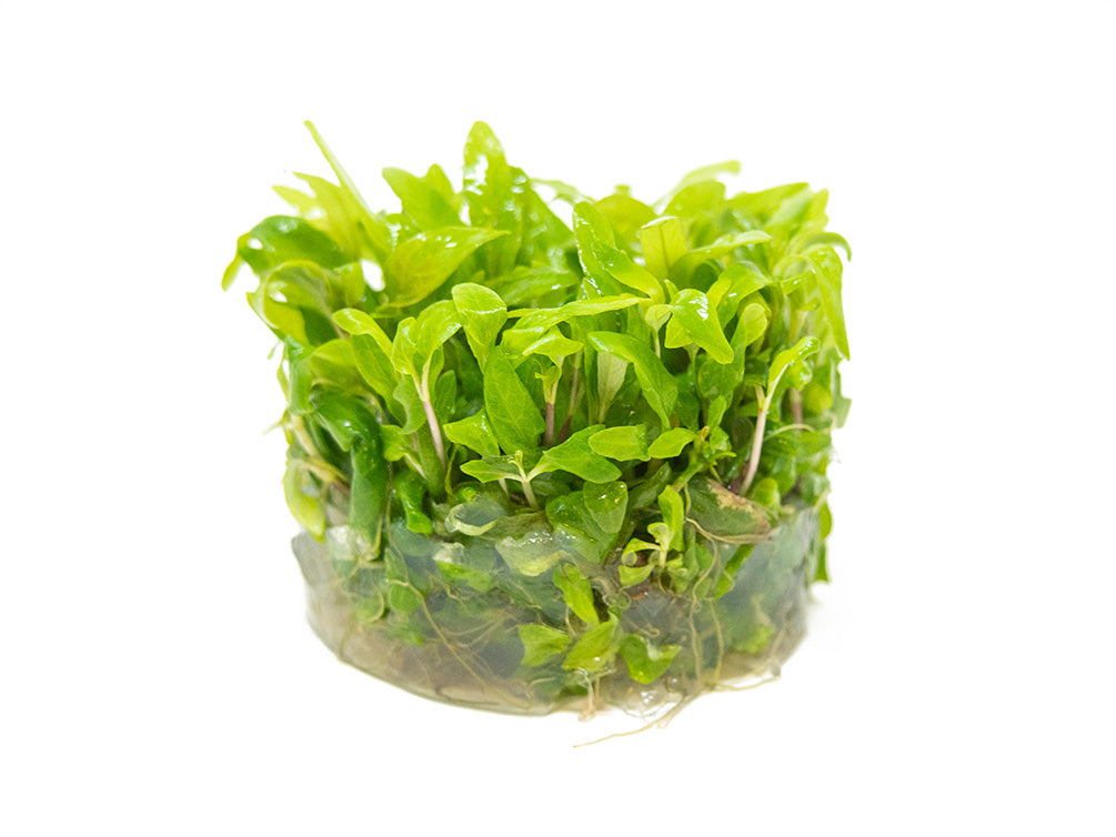 Mini Siamese 53B Hygro (Hygrophila corymbosa "Siamensis 53B Mini") Tissue Culture