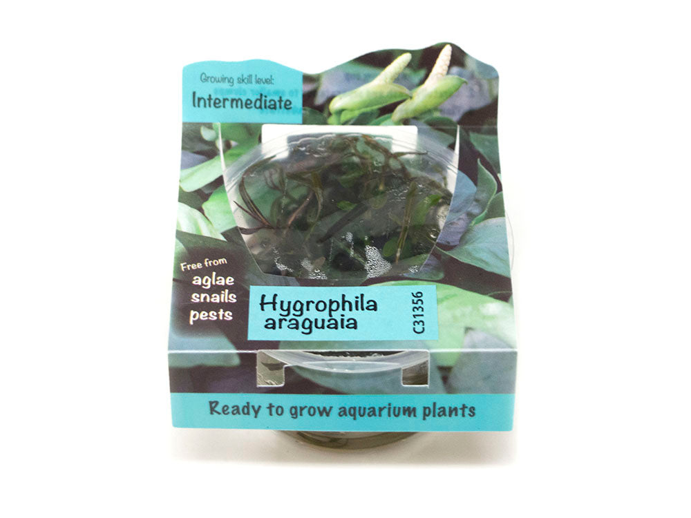 Araguaia Hygro (Hygrophila lancea "Araguaia") Tissue Culture