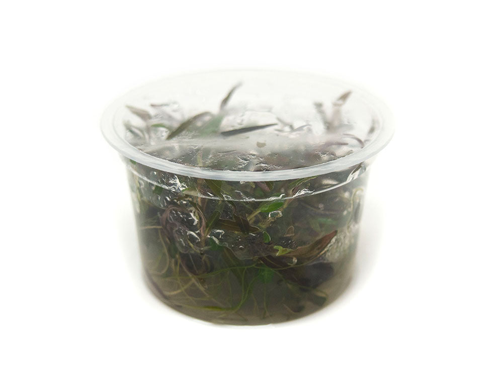 Araguaia Hygro (Hygrophila lancea "Araguaia") Tissue Culture