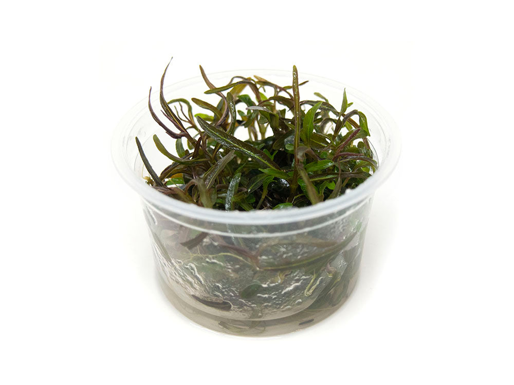 Araguaia Hygro (Hygrophila lancea "Araguaia") Tissue Culture