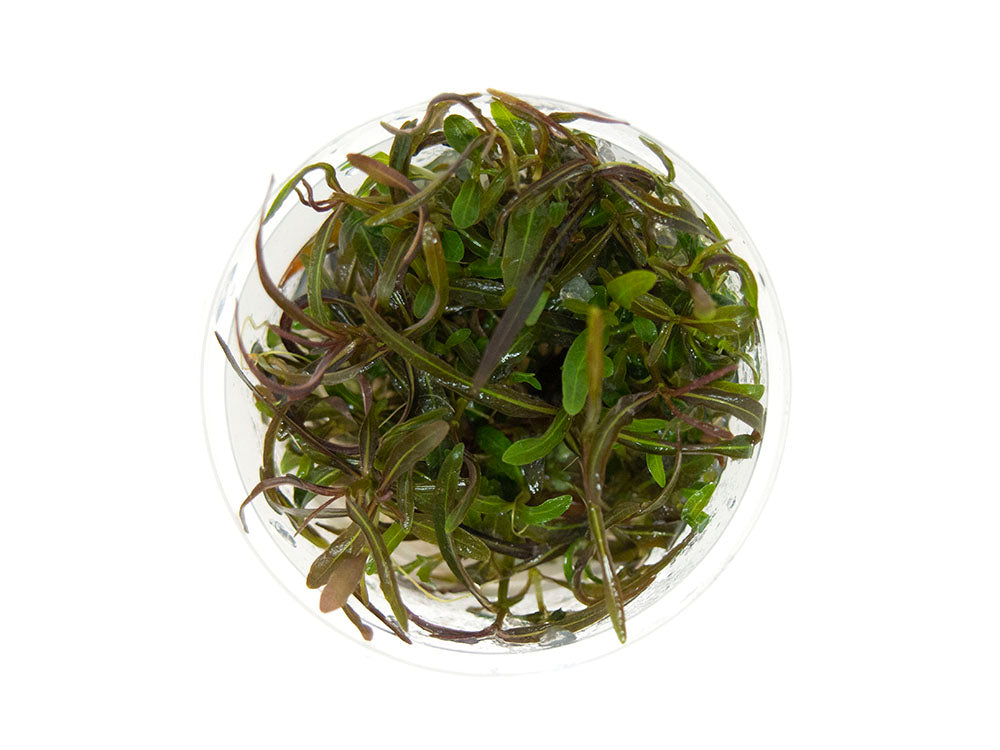 Araguaia Hygro (Hygrophila lancea "Araguaia") Tissue Culture