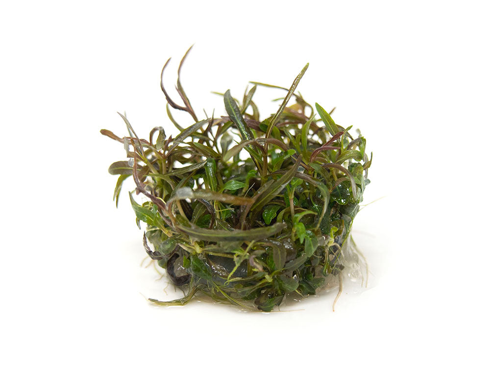 Araguaia Hygro (Hygrophila lancea "Araguaia") Tissue Culture