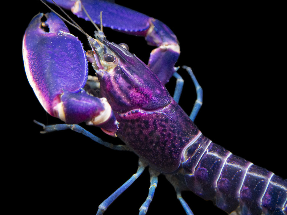 Imperial Purple Crayfish (Cherax alyciae)