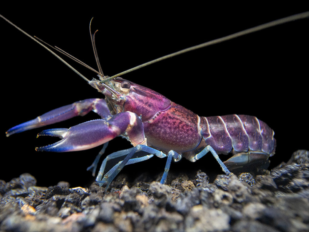 Imperial Purple Crayfish (Cherax alyciae)